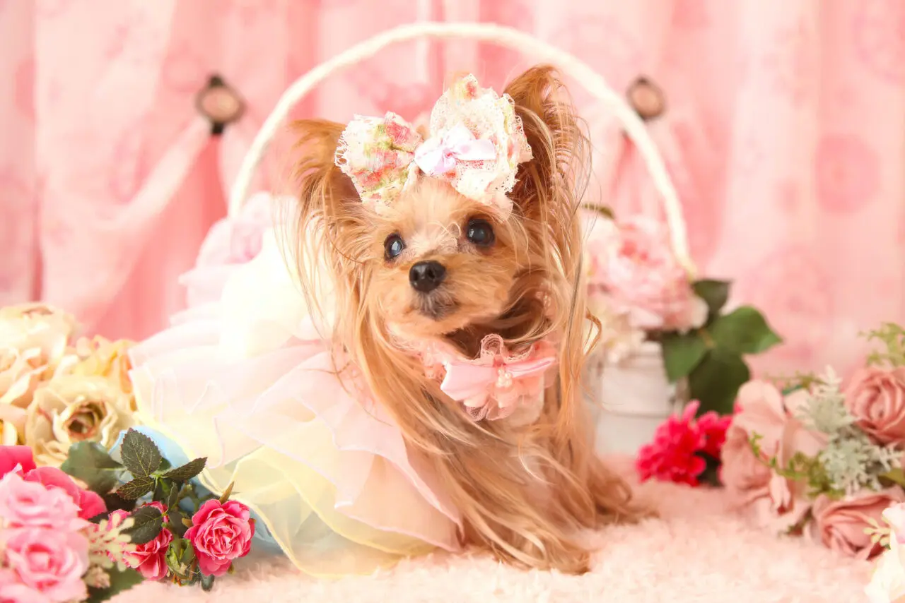 スタジオデータプラン　【ペット】