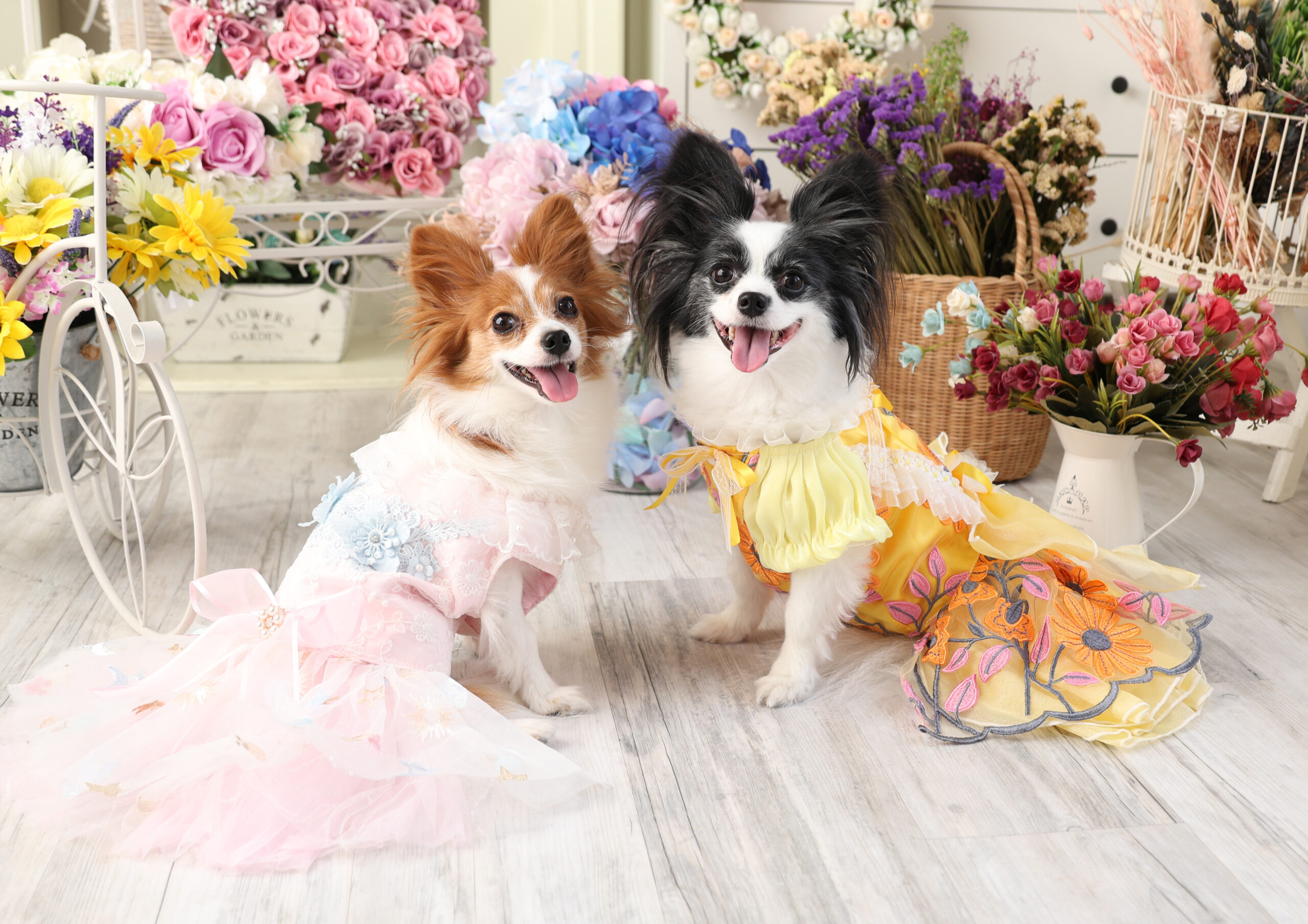 ペット写真 犬・猫OKのスタジオ｜ユタカフォト さいたま市